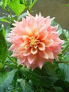 Dahlia